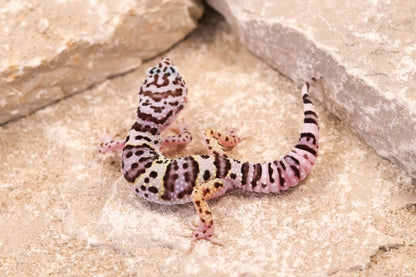 25-223 | Gem Snow | Probable Female