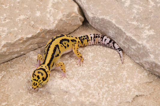 25-097 | Bold Stripe Eclipse | Female