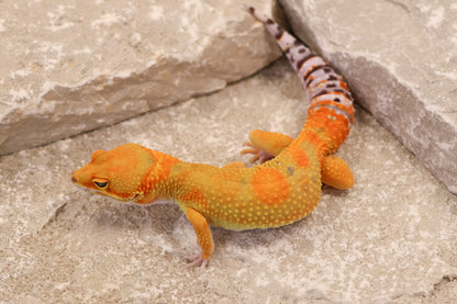 25-141 | B&M Line Emerine | Female