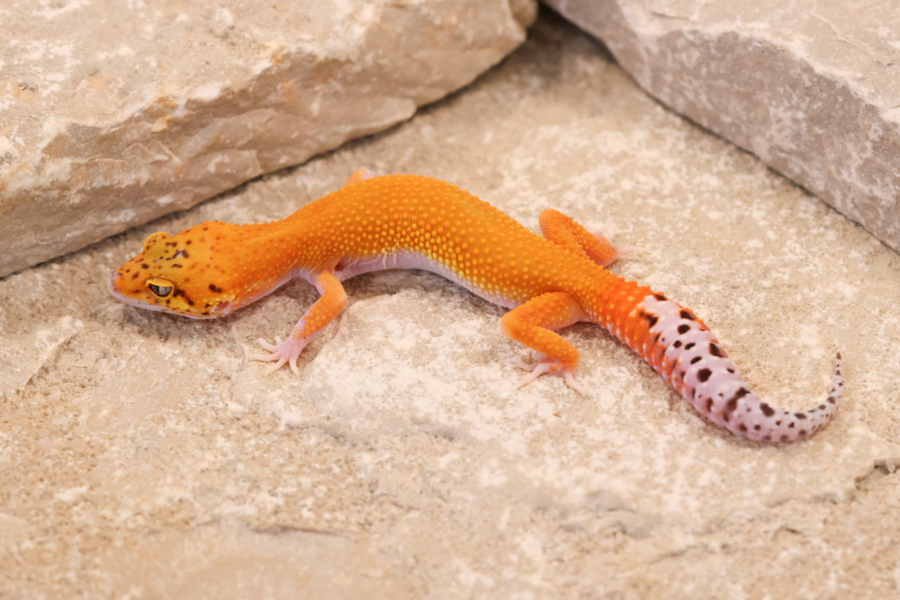 26-261 | Black Blood Cross Melanistic Tangerine Eclipse | Female