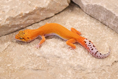 26-261 | Black Blood Cross Melanistic Tangerine Eclipse | Female