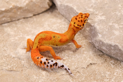 26-042 | Clown/Electric Inferno Tangerine | Female
