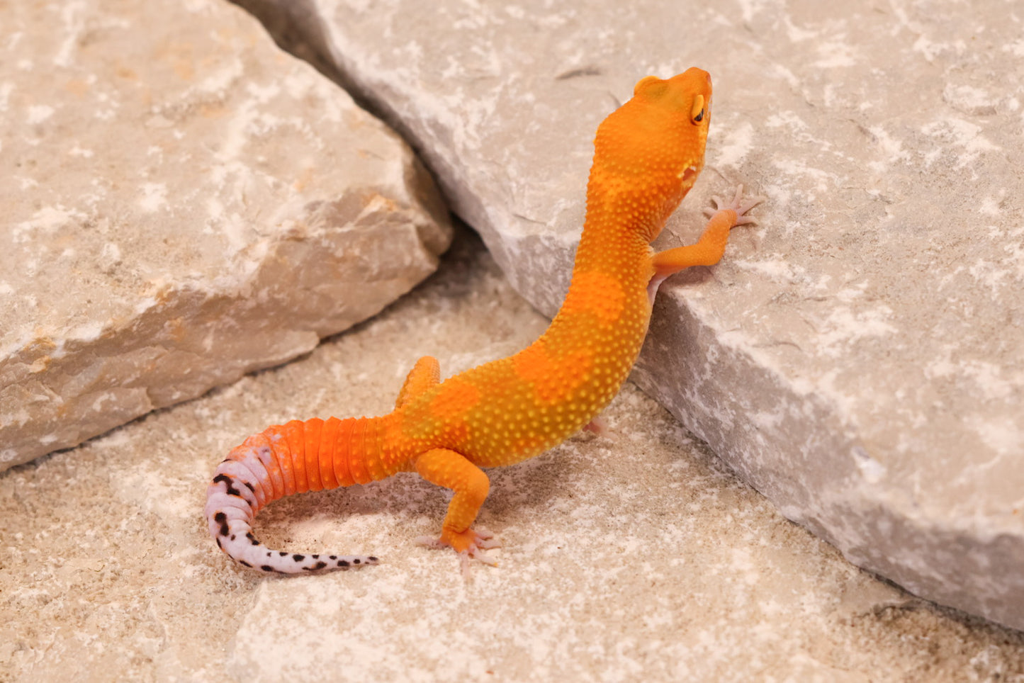 26-038 | Tangerine het Tremper Albino | Probable Female