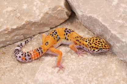 26-020 | Tangerine het Murphy's Patternless | Female