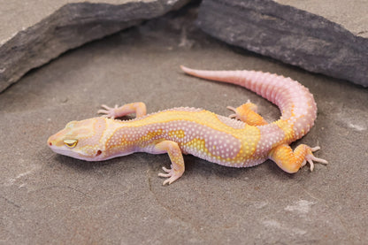 26-090 | Tremper Albino Bold Bandit | Female