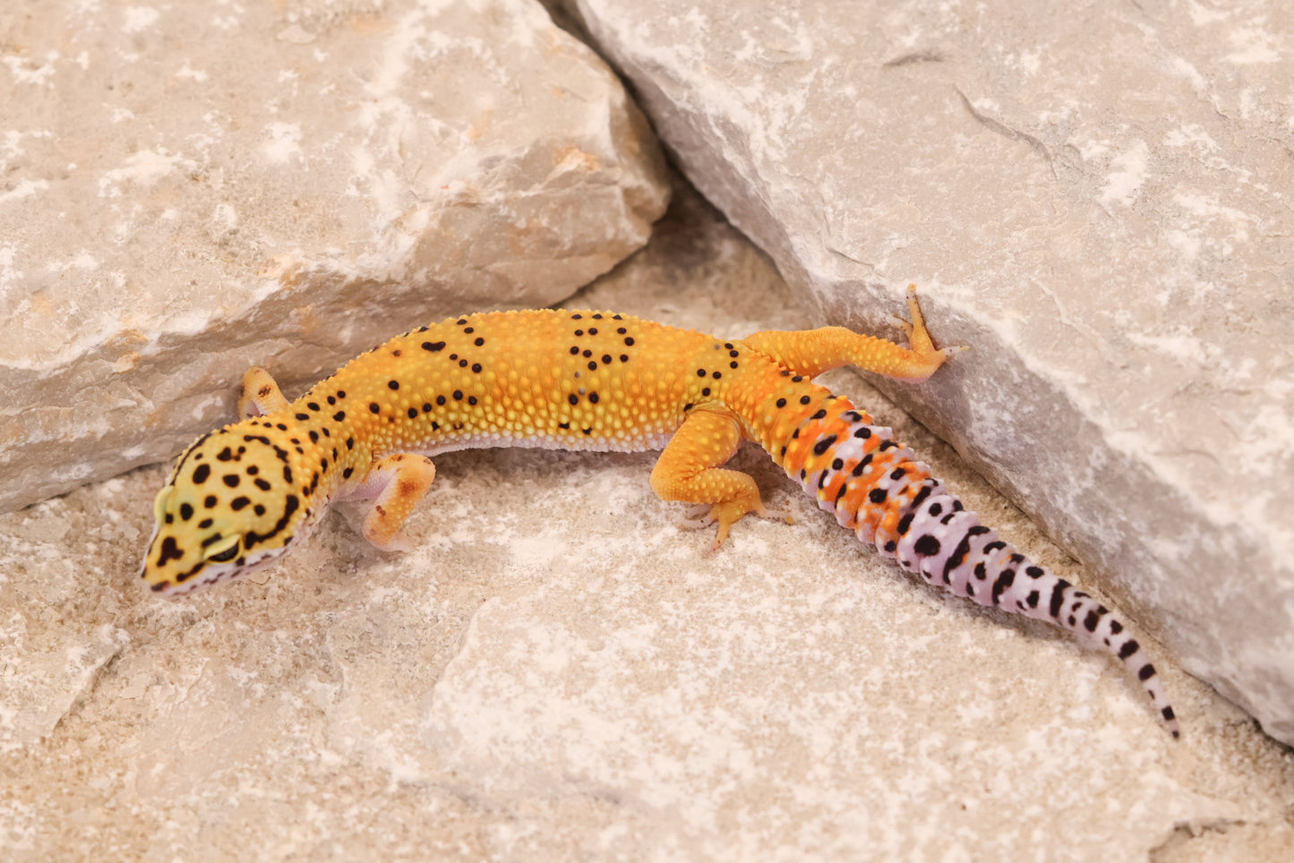 25-124 | Tangerine het Blizzard and Tremper Albino | Probable Female