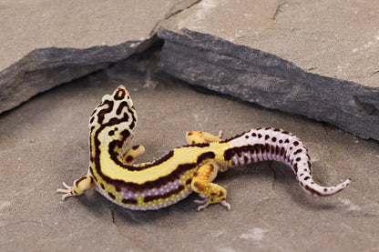 26-153 | Bold Stripe Bandit Non Het | Male
