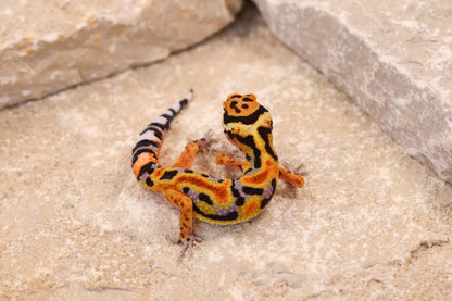 26-398 | Original Line Clown | Probable Male *HOLD*
