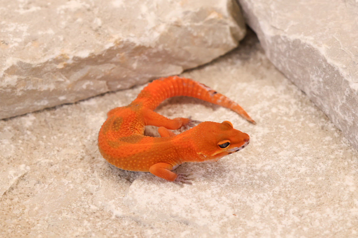 26-260 | Mandarin Blood Emerine | Female