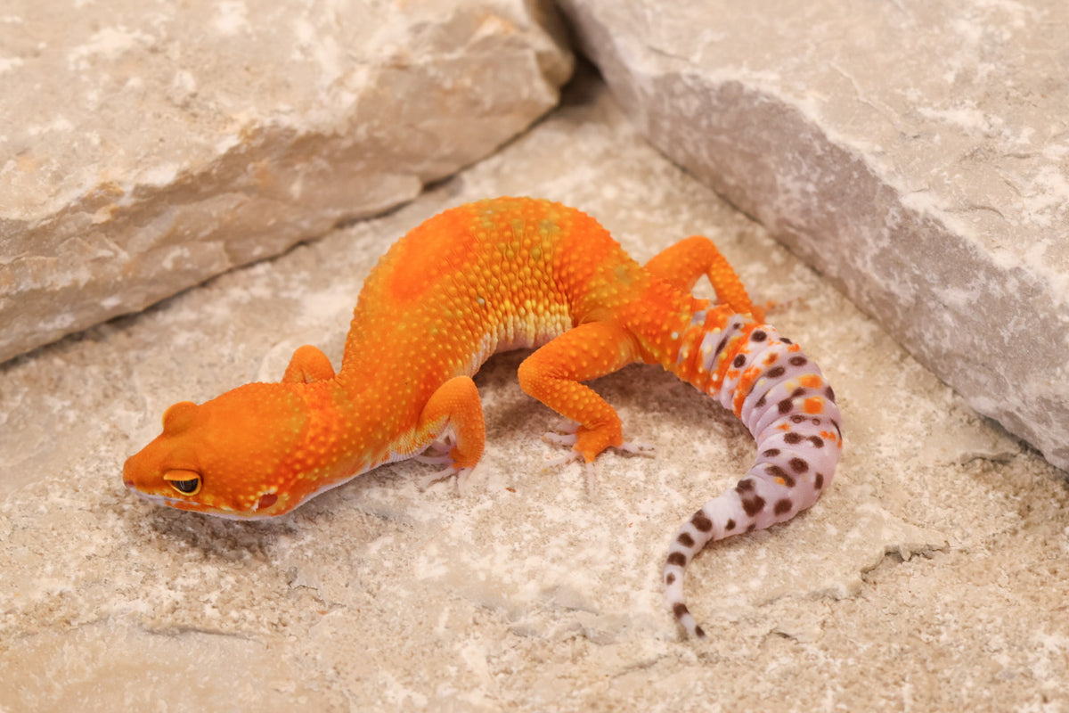 26-089 | Clown/Electric Inferno Tangerine | Female