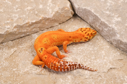 24-095 | Striped Tangerine Bell Albino | Female