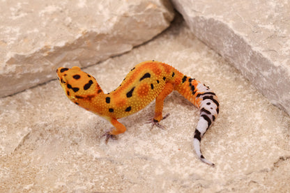 26-035 | Clown 66% het Tremper Albino | Female