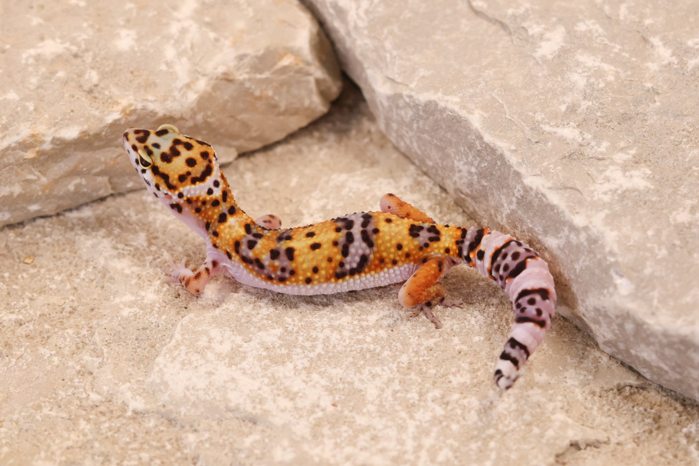 26-024 | Tangerine Gem Snow het Tremper Albino | Female