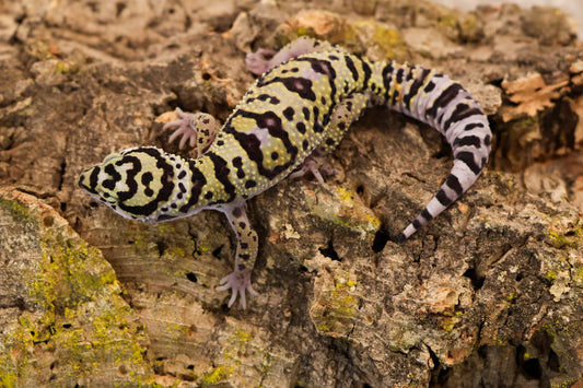 26-226 | E.m. afghanicus | Male *HOLD RR*