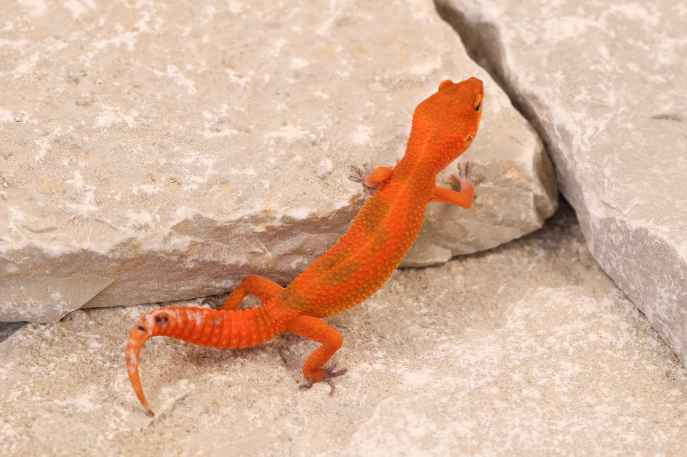 26-260 | Mandarin Blood Emerine | Female