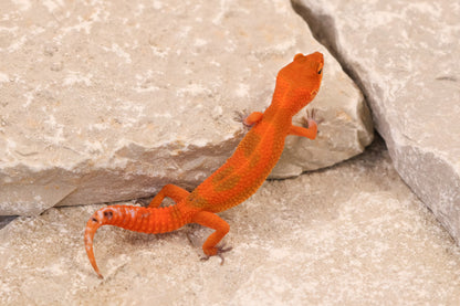 26-260 | Mandarin Blood Emerine | Female