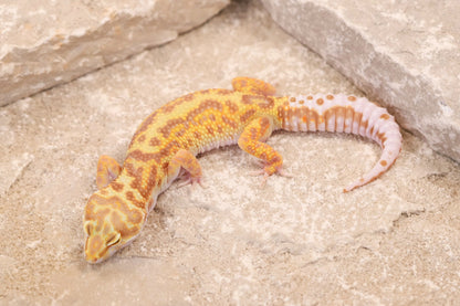 25-193 | Gem Snow Rainwater Albino | Female