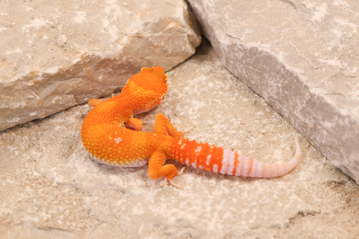 26-264 | Blood/Red Diamond Tangerine Tremper Albino | Female