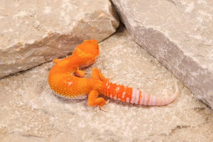 26-264 | Blood/Red Diamond Tangerine Tremper Albino | Female