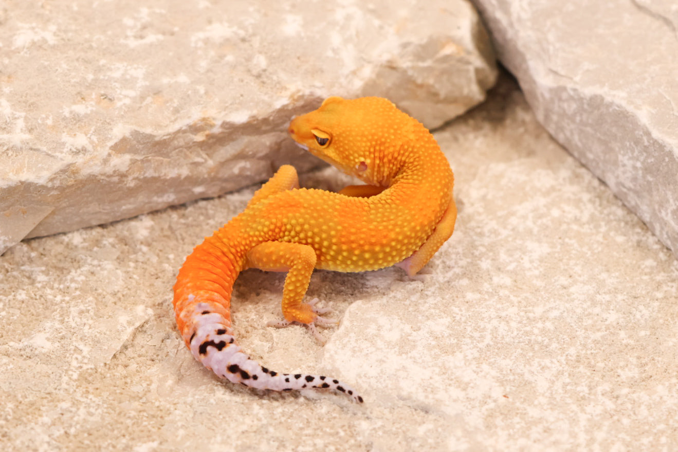 26-038 | Tangerine het Tremper Albino | Female