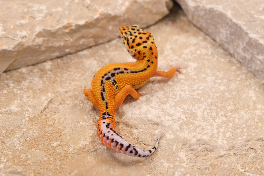 26-137 | Rainbow Stripe | Female