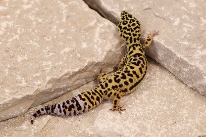 23-178 | Afghan Tangerine Cross het Tremper Albino | Female