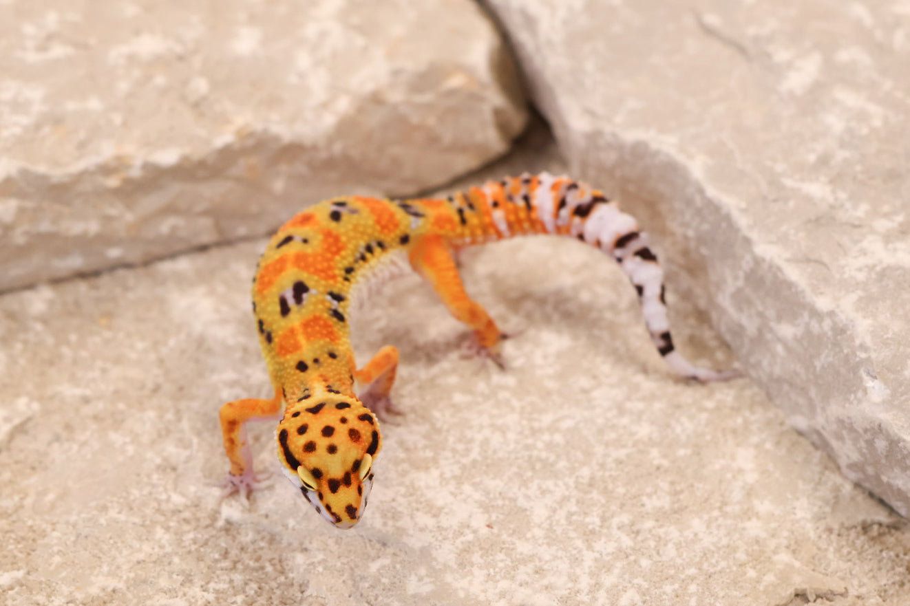26-014 | Clown 66% het Tremper | Female