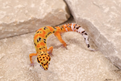 26-014 | Clown 66% het Tremper | Female