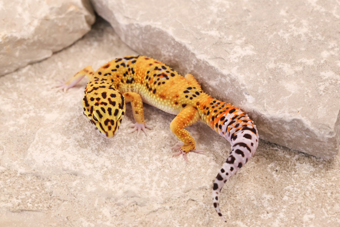 25-185 | Afghan Tangerine het Raptor | Female