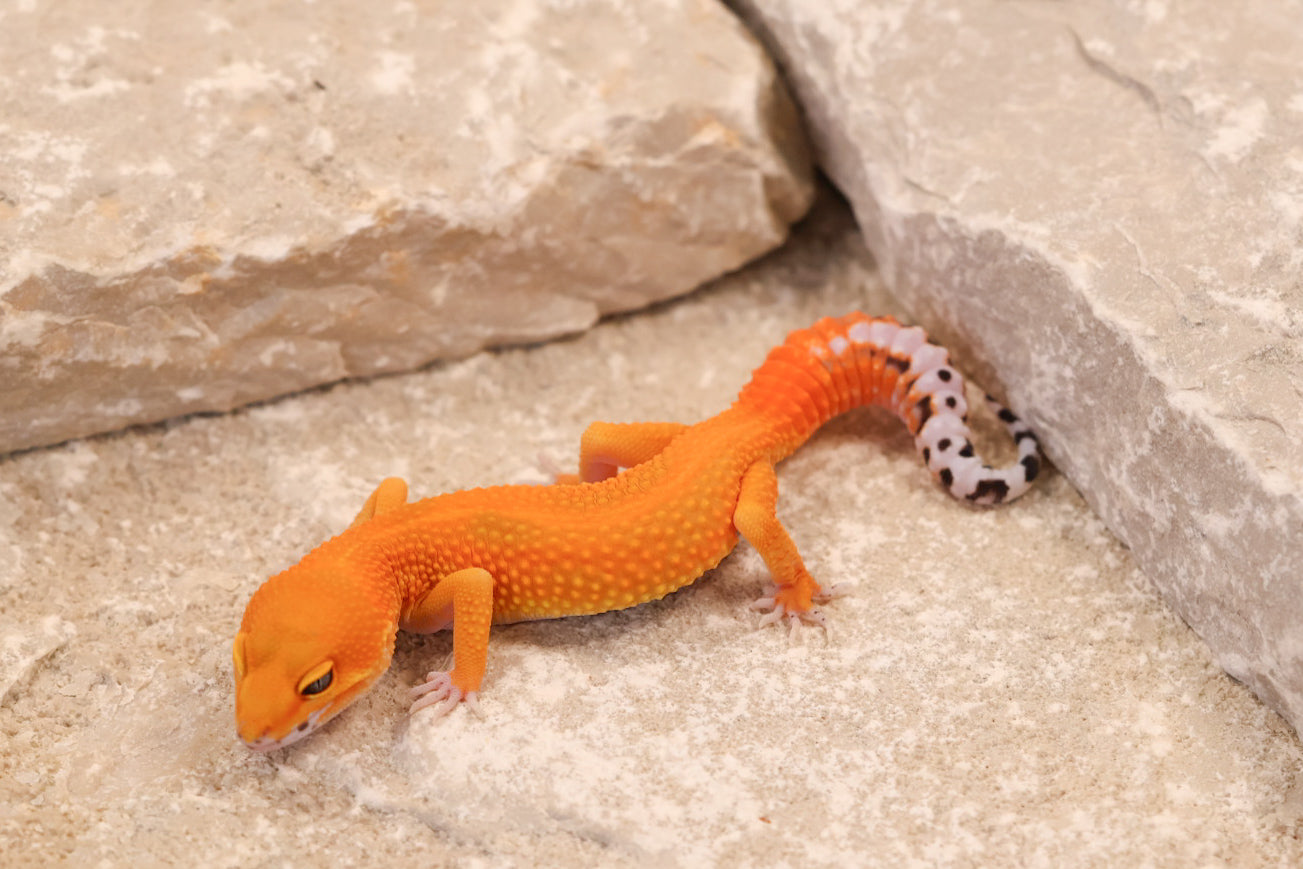 26-127 | Tangerine het Tremper Albino | Female