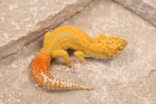 24-011 | Striped Tangerine Tremper Albino 66% het Eclipse | Male