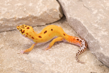 26-237 | Desert Tangerine Eclipse | Male