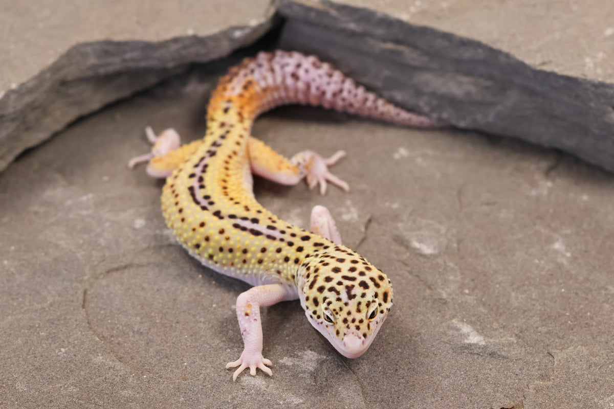 26-011 | Rainbow Stripe Cross Eclipse | Male