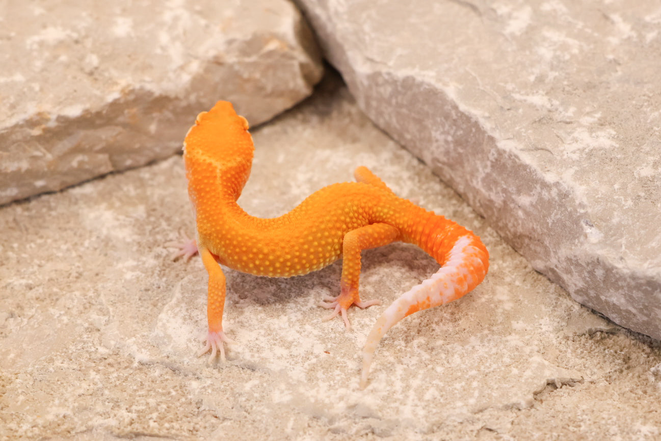 26-114 | Tangerine Tremper Albino | Male