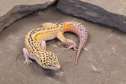 26-011 | Rainbow Stripe Cross Eclipse | Male