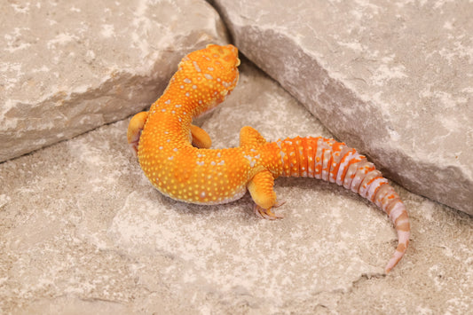 25-001 | Red Diamond/Tangelo Tangerine Tremper Albino | Male
