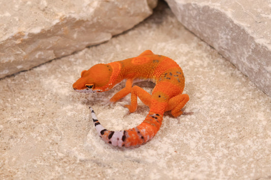 26-074 | Blood Tangerine 66% het Eclipse | Probable Male