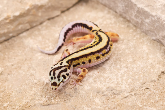26-183 | Bold Stripe Non Het | Female