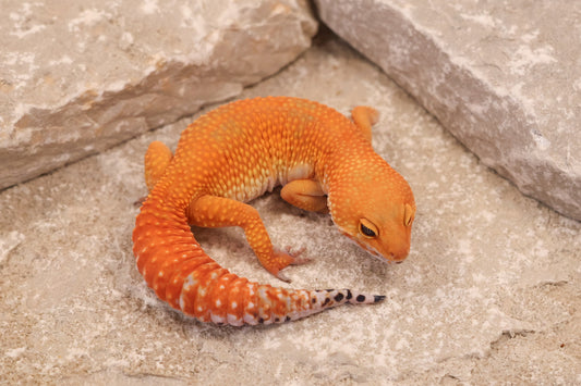 24-178 | Tangerine | Female