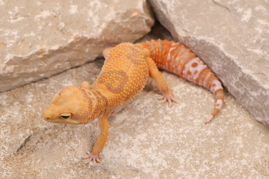 24-205 | Blue Amber Eye Rainwater Albino | Female
