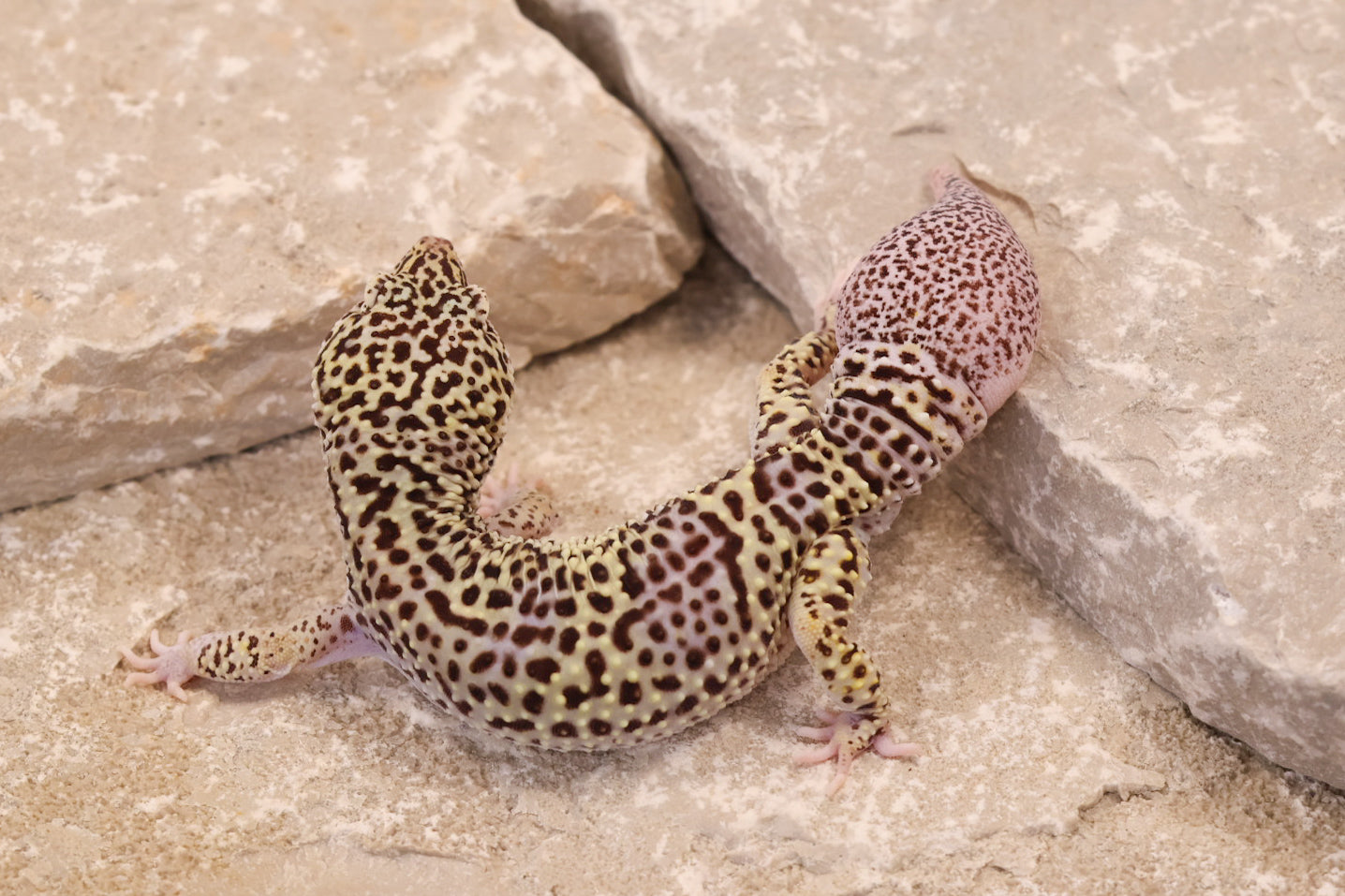 22-342 | Pet Only | Male