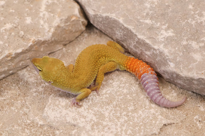 25-013 | Murphy's Patternless Non Het | Male