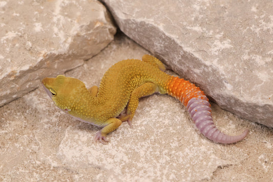 25-013 | Murphy's Patternless Non Het | Male