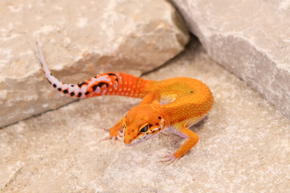26-246 | Red Diamond/Electric Inferno Tangerine het Tremper Albino | Female