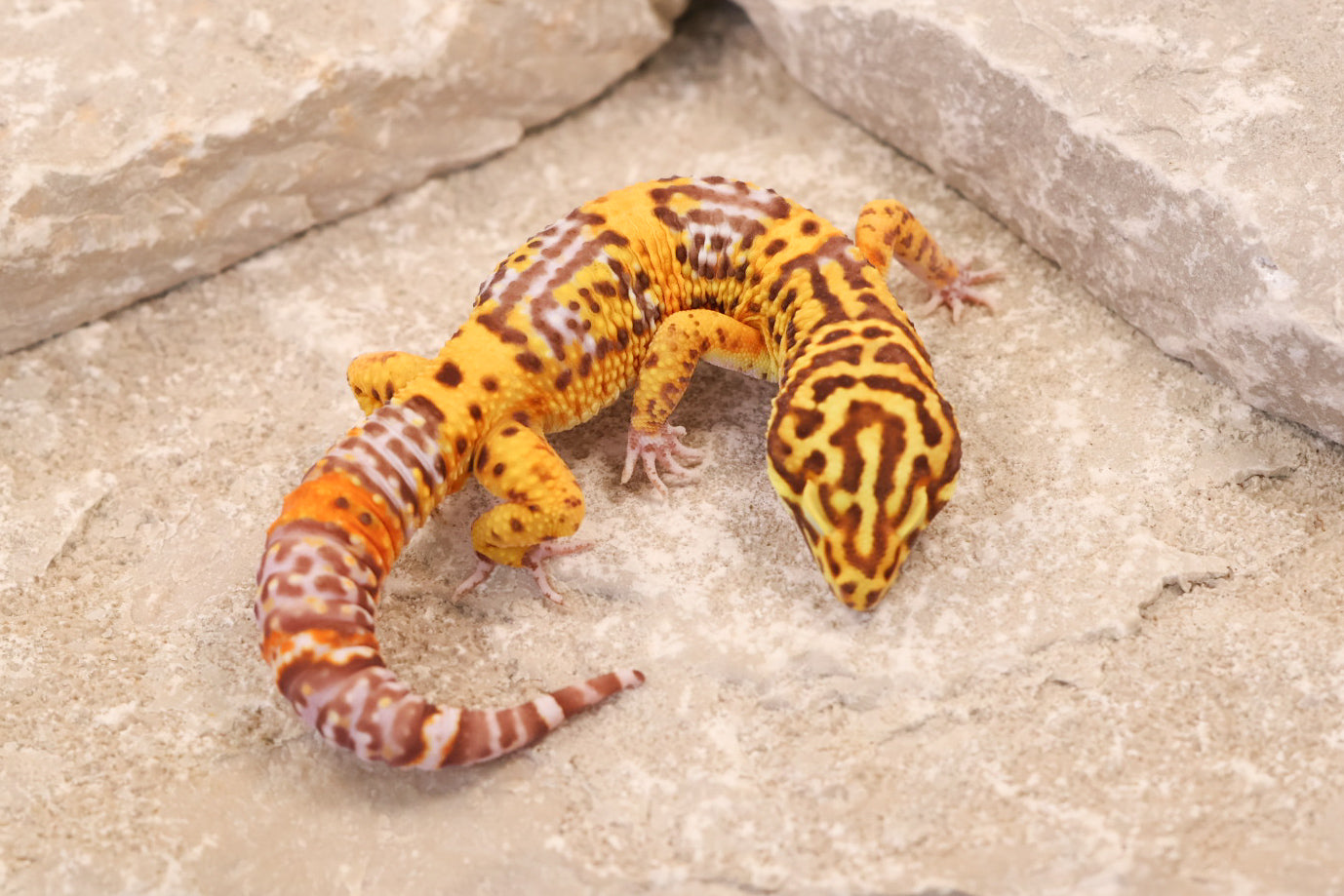 25-016 | Black Night Tangerine Cross Bell Albino | Male