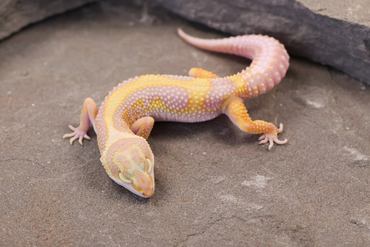 26-090 | Tremper Albino Bold Bandit | Female