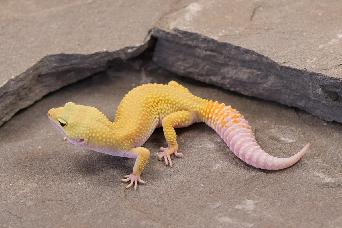 26-001 | Murphy's Patternless Non Het | Female