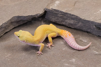 26-001 | Murphy's Patternless Non Het | Female