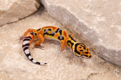 26-398 | Original Line Clown | Probable Male *HOLD*