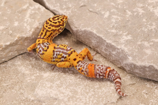 25-016 | Black Night Tangerine Cross Bell Albino | Male